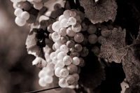 Grappe de Chardonnay