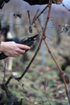 Album photo de la taille des vignes en 2009